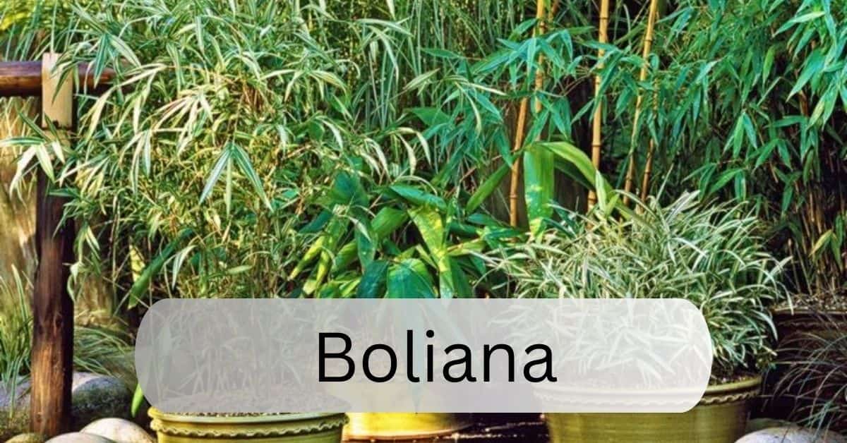 Boliana