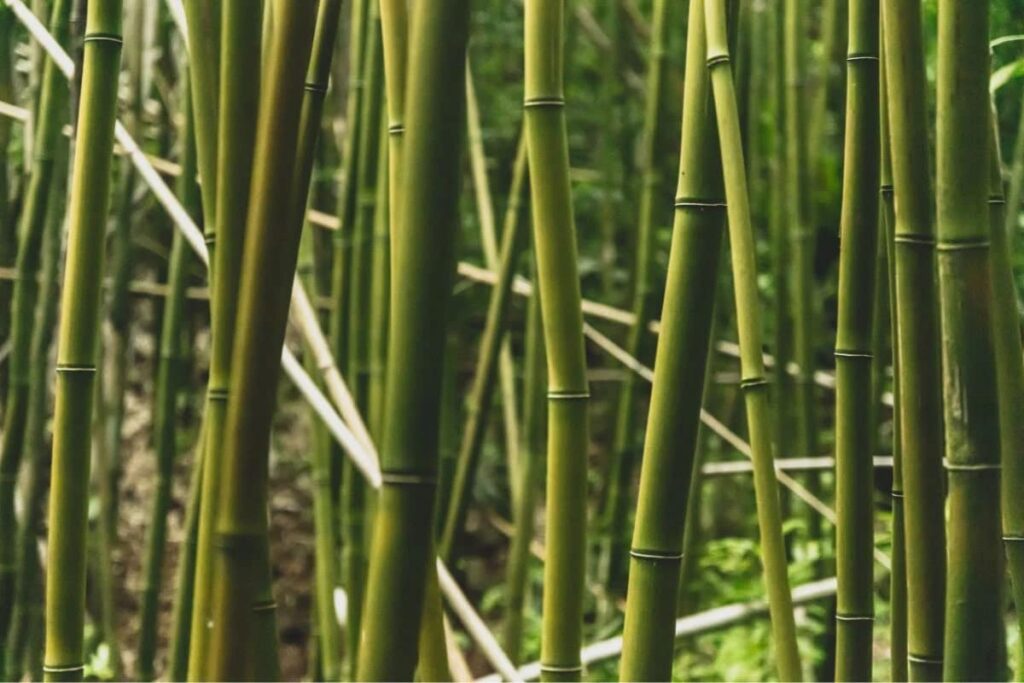 Planting And Care Tips - Essential Care Guide For Borinda Boliana Bamboo