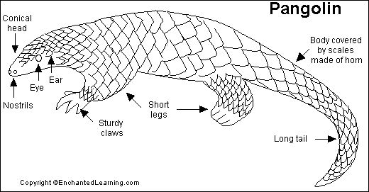 Structure of the Pangolin Passage Teas Test